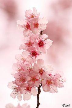 Eternal 8 Flower Delivery