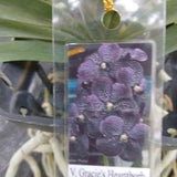Orchid Vanda Gracie's Heartthrob Tropical Hanging Plant