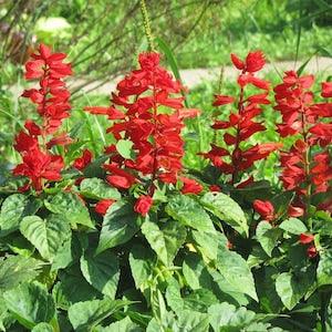 RARE Scarlet Sage Seeds Canada, Ornamental Red Salvia Flower, Fiery Salvia Splendens, Annual Flower Plant, Garden Seeds, St. John's Fire