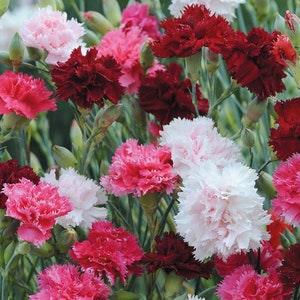100+ Pinks Dianthus Sonata Double Imperial Mixed Flower Seeds- Pure Beauty--Dianthus Plumarius -(B052)