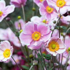 How To Grow Japanese Anemones Flower Delivery