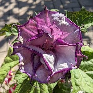Angel's Trumpets-Thorn Apple - Datura Ballerina -Purple or White Seeds - Container Flowering Annual