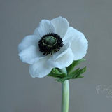 Cold Porcelain Anemone. White anemone Flower, Botanical sculpture Artificial anemone