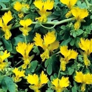 8 Canary Creeper Nasturtium Seeds. Open Pollinated, Annual, GMO Free, Untreated.