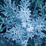 DUSTY MILLER Seeds - Maritima Cineraria / Silver Ragwort / Landscape and Garden / Ideal for Fairy Garden Theme - Non Gmo Dusty Millar Seeds