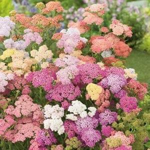 50+seeds Pastel  Mix color Yarrow (Achillea Millefolium)