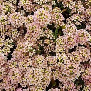 50+ seeds lovely Unique Peach Alyssum Seeds