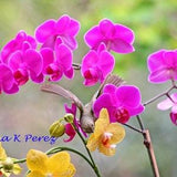 Warbler Bird in Orchids Photo
