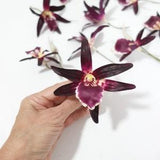 Tiger orchid set of 9