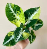 Syngonium Scrambled Eggs 100% Guarantee free certificate phitosanitary