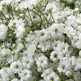 Baby's Breath Flower Seeds - Gypsophila - 50 seeds - code 104