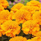 French Marigold Harvest Moon Flowers 1g - 100 Seeds - Tagetes Patula Nana NON GMO