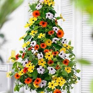 No 22 Black Eyed Susan 5 Seeds Seeds Mix Colorplants Black Eyed Susan Seeds Zaden Tohum Climbing Plant