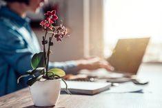 Ecopsychology 101: How to Become an Ecotherapist Flower Delivery