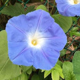 Heavenly Blue Morning Glory Seeds - Ipomoea Tricolour - Beautiful, Ornamental, and Pollinator Attractor