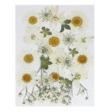 Dried Pressed Flowers Natural Leave Real Pressed Flowers White Series