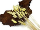 30 Pieces - 12-15" Yellow Bunny Tail Preserved Dried Botanical Grass Wedding