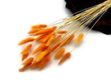 30 Pieces - 12-15" Orange Bunny Tail Preserved Dried Botanical Grass Wedding