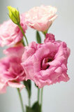 Pink Lisianthus Flower Delivery