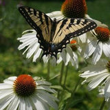 Echinacea White Swan . Perennial. Butterflies magnet. 30 seeds. Easy care, low maintenance