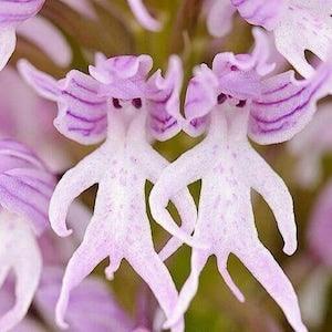 50 Seeds Orchis Italica - Naked Man Orchid, Italian Orchid Flower Seeds Rare Flowers