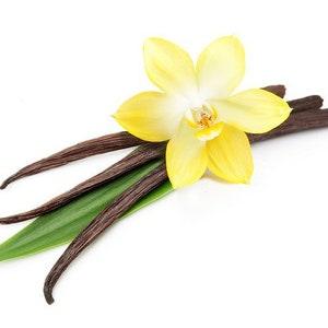 Vanilla Orchid Plant (Vanilla planifolia) (6 to 18 inches)