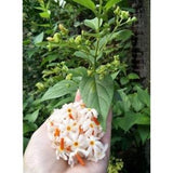Nyctanthes Arbor-tristis, Night Flowering Coral Jasmine Seeds, tree of sorrow, Fragrant Parijata, Pavalamalli