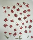 Dried Japanese Maple Leaf Lot of 3 Dozen 36 Leaves - Crafts, Terrariums