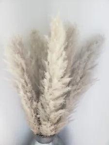 Color Grey New Natural Dried Decorative Pampas Grass - Large 48 in (set of? 5)