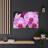 Stretched Canvas Flower Floral Fine Art Photo Print Pink White Orchids Macro Blur Bokeh Photography Nature Plants Natural