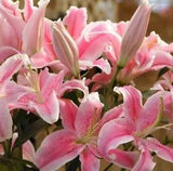 50pcs Pink Rare Lily Flower Seeds Planting Flower Lilium Perfume Garden Plant