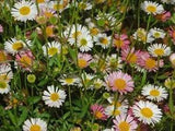 30+ ERIGERON SANTA BARBARA DAISY FLOWER SEEDS / GROUND COVER /  PERENNIAL/  EASY