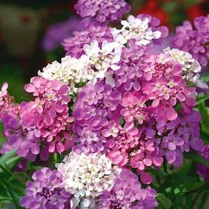 Candytuft Pink Flowers 0.5g - 150 Seeds - Iberis Umbellata NON GMO