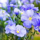 100+ Blue Flax Wildflower Seeds-Linum Perenne-B657-Excellent drought tolerant Perennial Flower