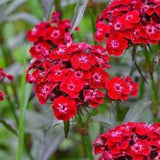 Sweet William Scarlet Beauty Flowers 0.5g - 150 Seeds - Dianthus Barbatus NON GMO