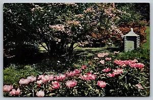 Winterthur Gardens Winterthur Delaware Flowering Peonies Vintage Postcard