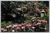 Winterthur Gardens Winterthur Delaware Flowering Peonies Vintage Postcard
