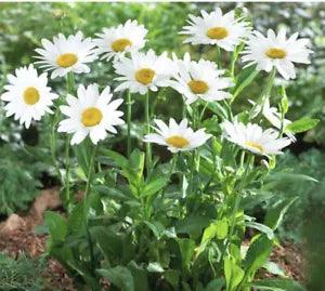 SHASTA DAISIES ???BECKY??? Leucanthemum Superbum Perennial 10 Starter Plants