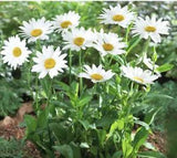SHASTA DAISIES ???BECKY??? Leucanthemum Superbum Perennial 10 Starter Plants