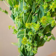 Bupleurum Flowering Greenery - 7 bunches or 70 stems Flower Delivery