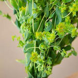 Bupleurum Flowering Greenery - 7 bunches or 70 stems Flower Delivery