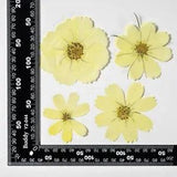 12PCS Real Pressed Dry dyed yellow Garden Cosmos flower for art, craft FSS59 #8