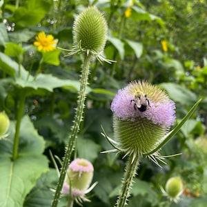 Wild fuller's teasel- Dipsacus Sativus - fullonum- (30 seeds) *** Fresh seeds fall 2023