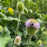 Wild fuller's teasel- Dipsacus Sativus - fullonum- (30 seeds) *** Fresh seeds fall 2023