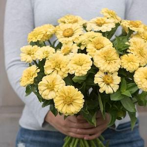 25 Isabellina Yellow Zinnia Seeds / Wedding Flowers / Cut Flower / Heirloom Flower Seeds / English Garden / Wildflowers / Zinnia elegans