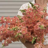 30 Chantilly Bronze Snapdragon Seeds / Antirrhinum majus / Cut Flower / Container Gardening / English Garden / Wildflowers / Bouquet