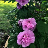 Rose of Sharon seeds. Double purple blooms.