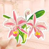 Cattleya Trianae Sticker, Orchid Flower Sticker, Die Cut Sticker, Water Bottler Sticker, Laptop Decal, Vinyl Sticker, Tropical Flowers Decal