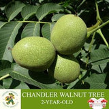 Chandler Walnut Sapling, Grafted Ready to Plant, Tubed Soil, 2 Years Old Walnut Tree with Cluster Fruit, for Pot and Garden - Heirloom