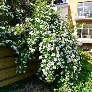 50/200 Multiflora Rose Seeds*Japanese Rose*Seven Sisters Rose*Rambler Rose*Climbing Vine/Shrub*Rosa*B??schelrose*Vielbl??tige Rose*FLAT SHIP